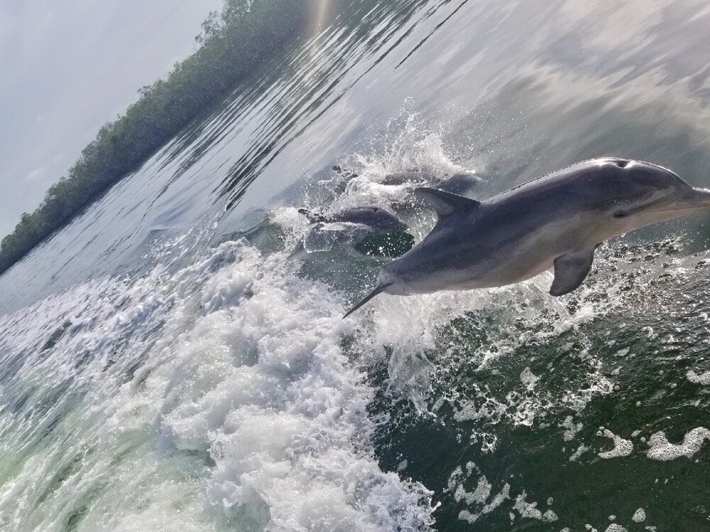 A pod of bottlenose dolphins surfacing in calm Florida Bay near Key Largo