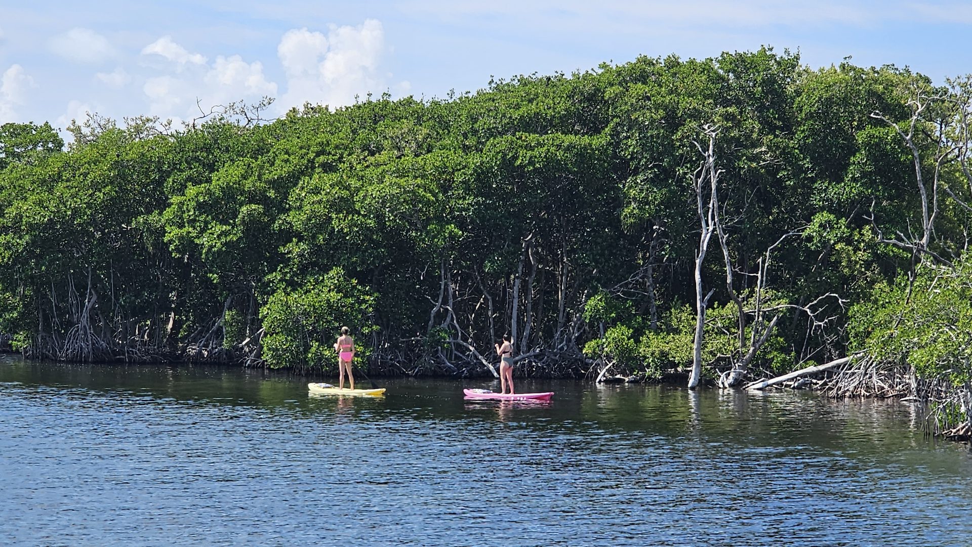 A wide panorama of paddleboarders gliding along the mangrove shoreline of Florida Bay's backcountry near Key Largo