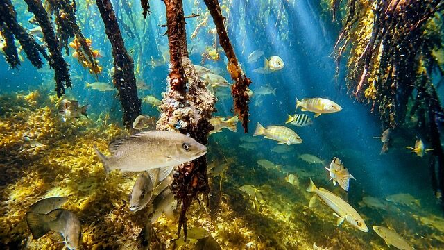 Schools of tropical fish swimming among sunlit mangrove roots seen while snorkeling in Florida Bay near Key Largo