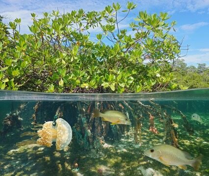Schools of silvery tropical fish near mangrove roots on a Key Largo snorkeling tour