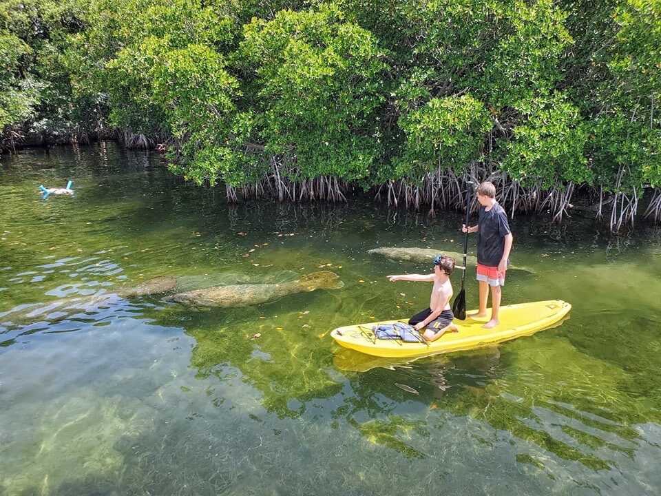 Paddleboarders and a snorkeler in the clear shallows above manatees near the Key Largo mangroves