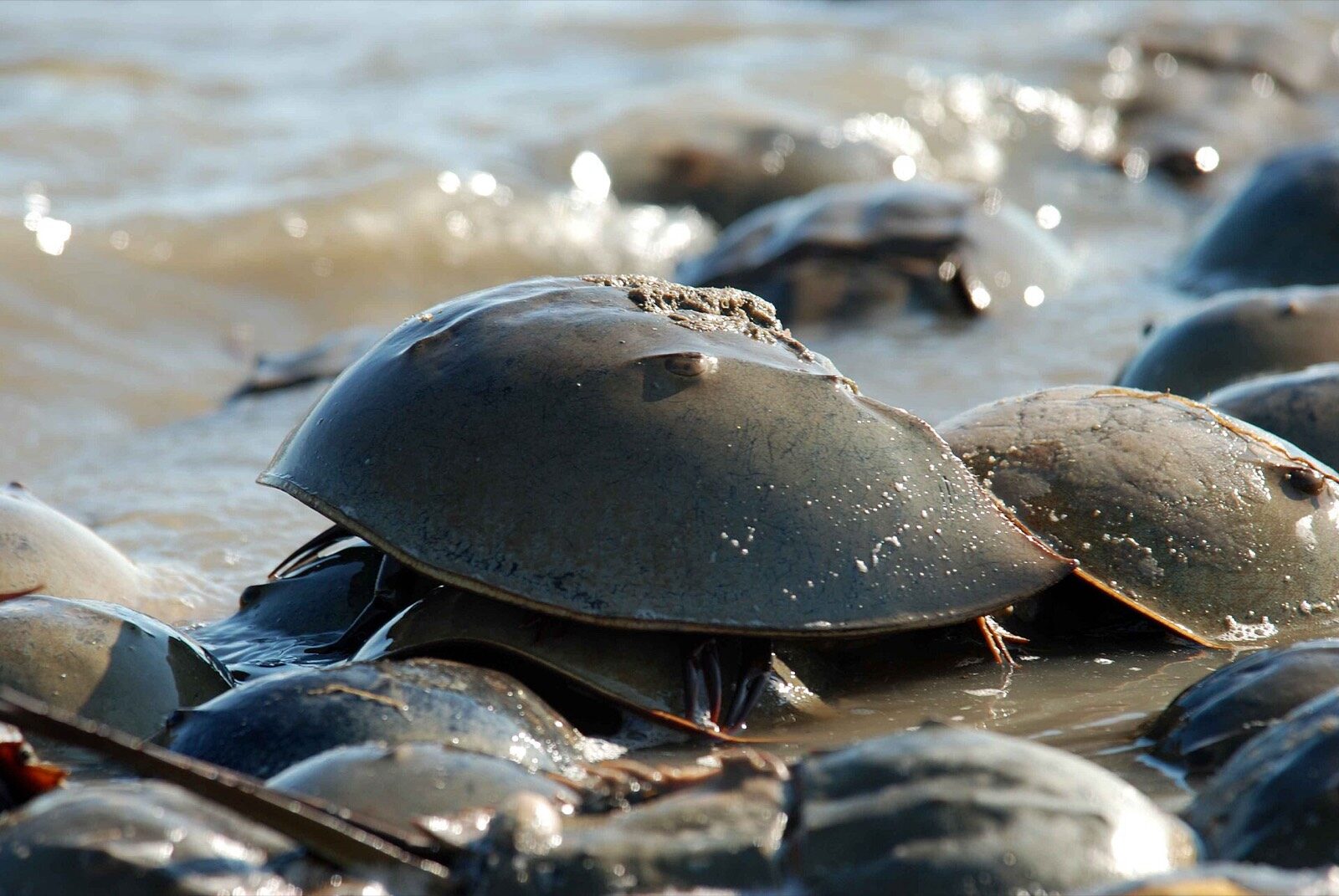 A horseshoe crab on the shallow flats during an autumn eco tour