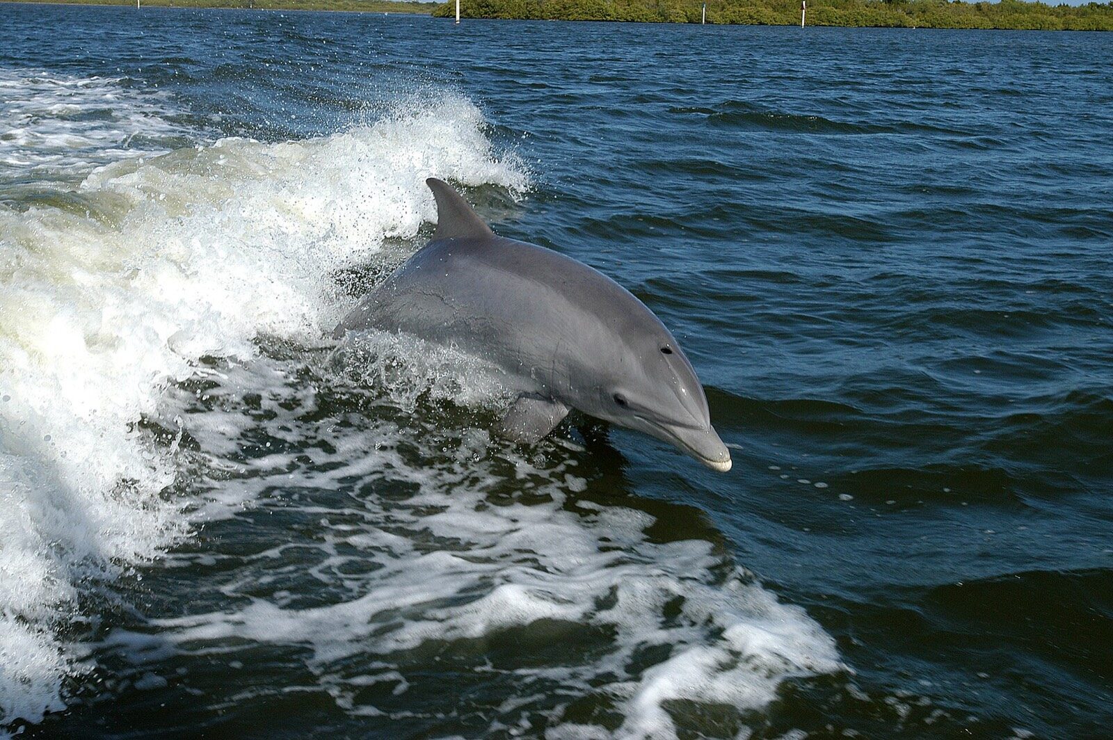 A manatee surfacing in warm, sheltered backcountry water near Key Largo
