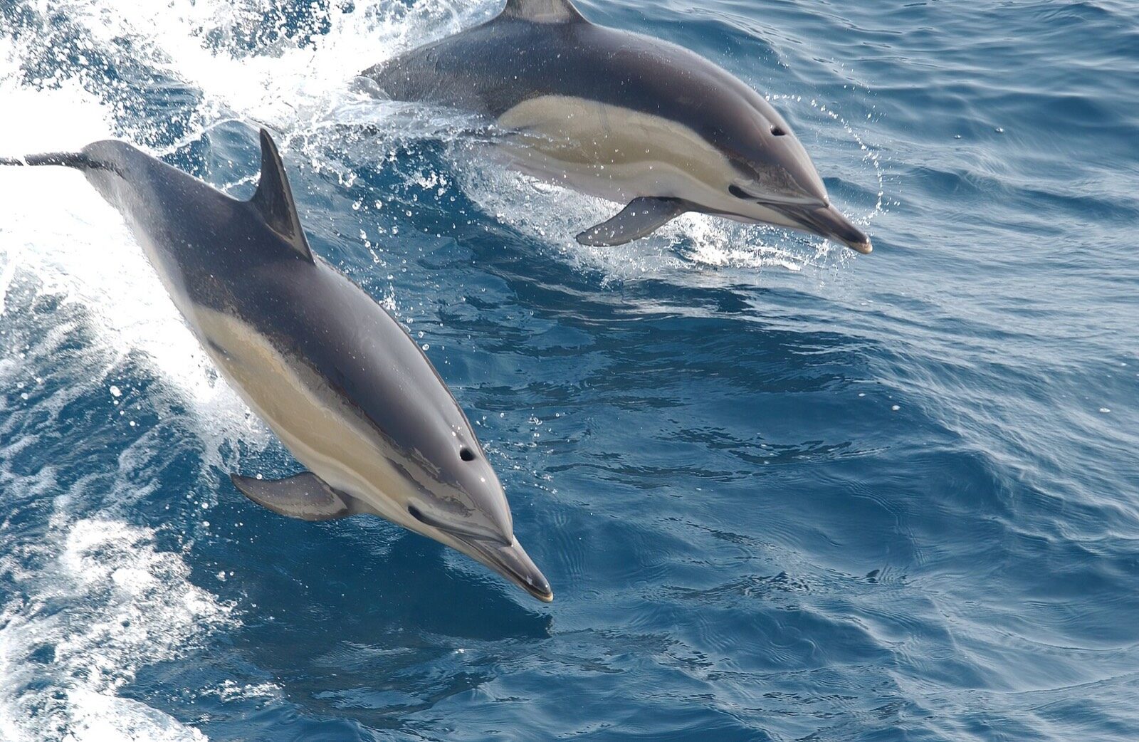Bottlenose dolphins surfacing in the calm water of Florida Bay