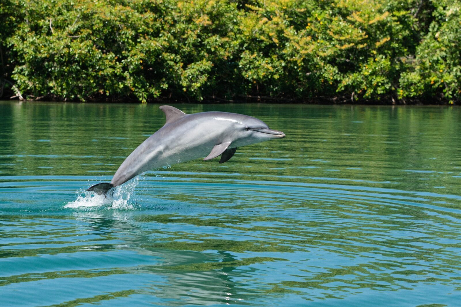 Respectful wildlife watching from a quiet boat on Florida Bay