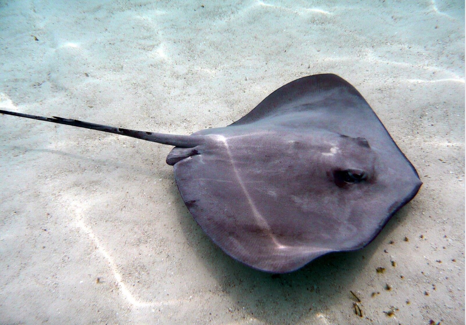 A spotted eagle ray gliding over bright seagrass flats in Florida Bay