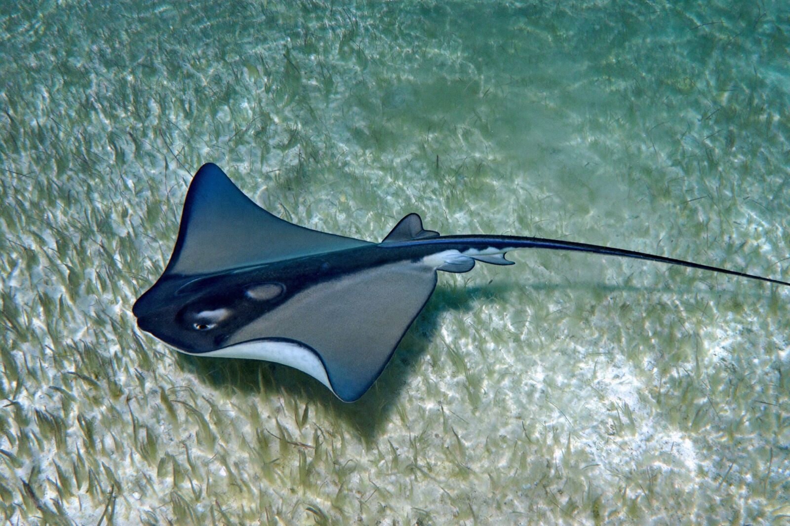 Spring wildlife active across the seagrass flats of Florida Bay