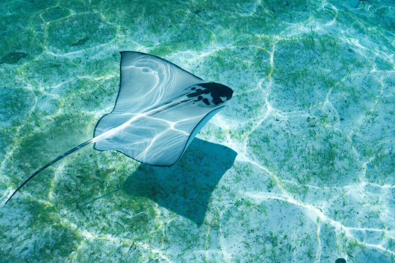 A stingray gliding undisturbed over the seagrass flats of Florida Bay