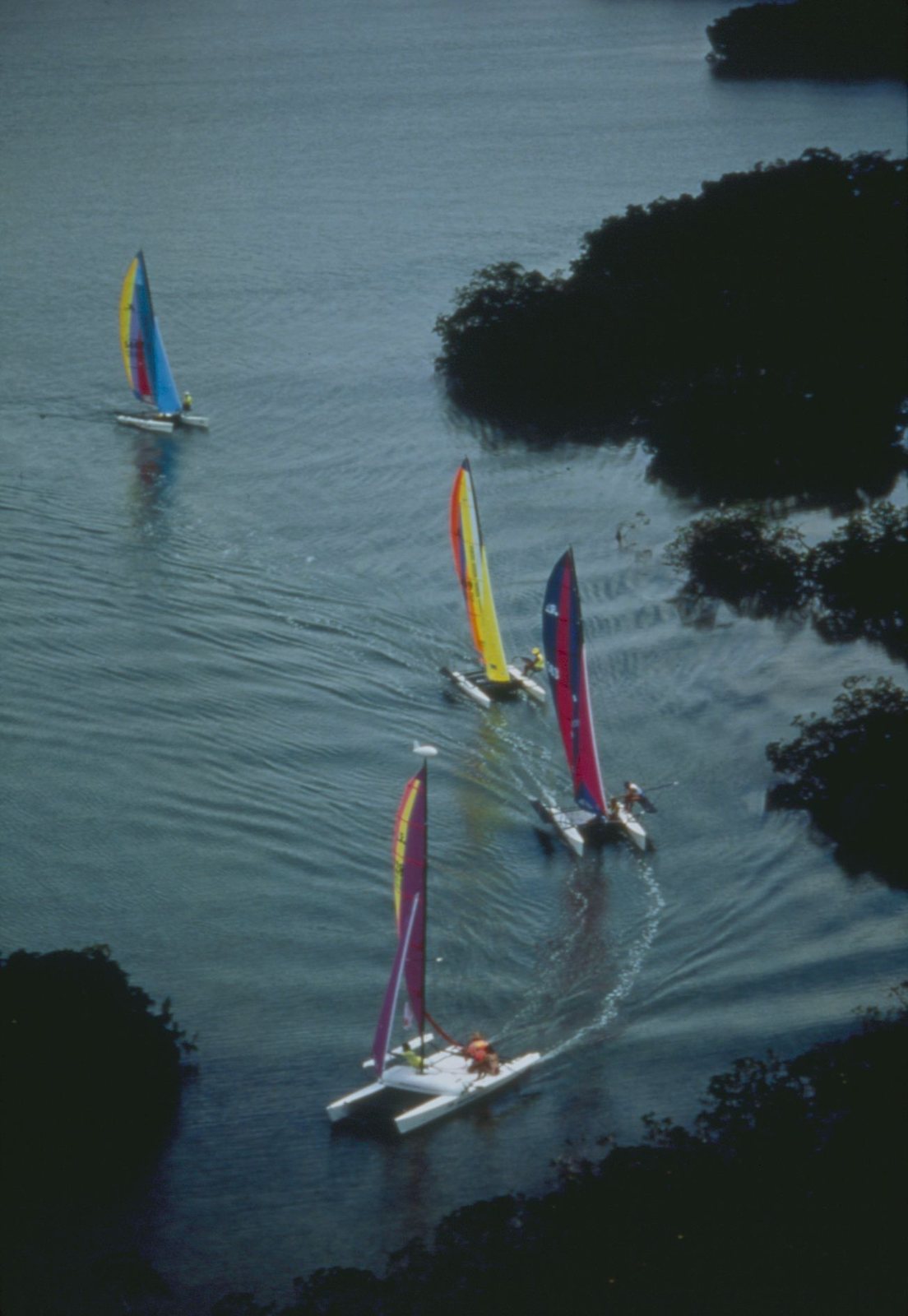 Hobie catamarans with colorful sails gliding through a mangrove creek in an old film photo