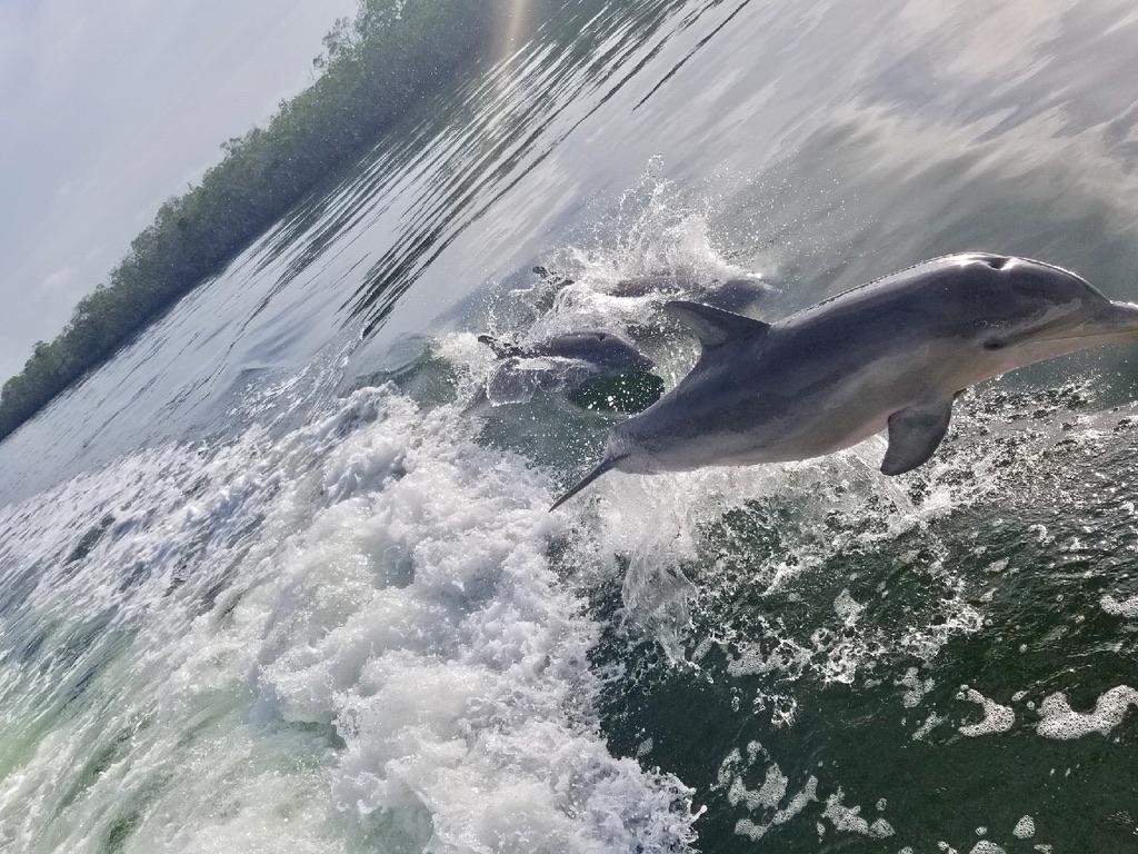 Dolphin Tours in Key Largo