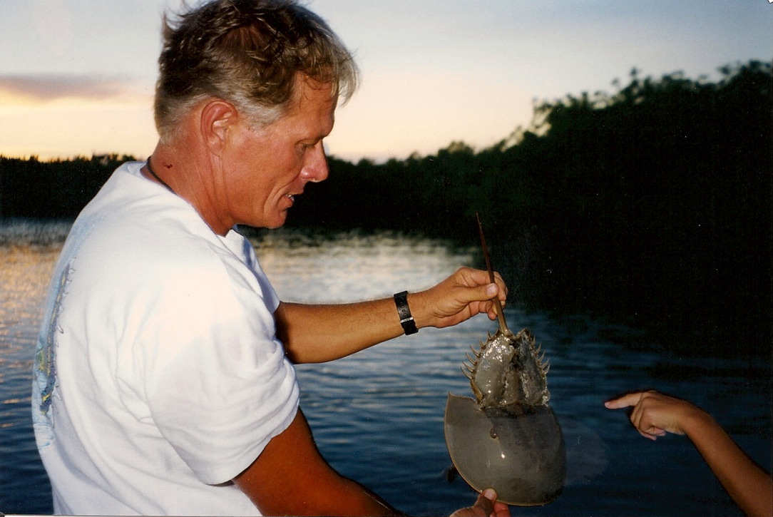 Key Largo Eco Tour: Horseshoe Crab