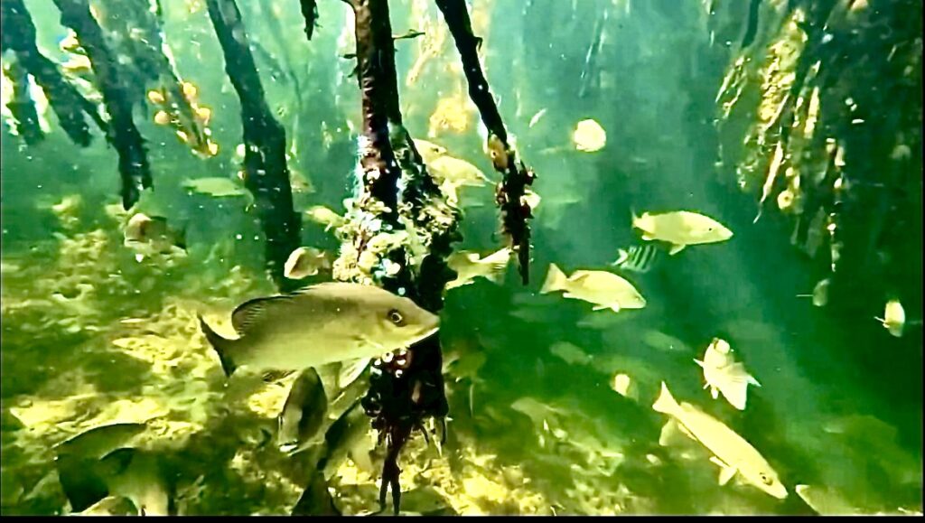 Snorkeling